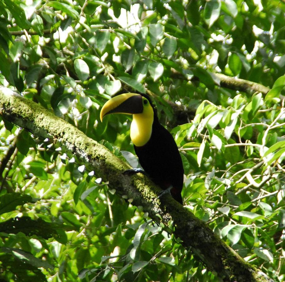 Villa Kiskadee - Beautiful Mountain Views With Private Pool Quepos Luaran gambar